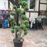 2015-05-24 Buchs2.webp