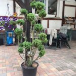 2015-05-24 Buchs2.jpg