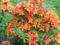 2015-05-24         Die Flamme lodert.webp