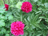 IMG_4119.webp