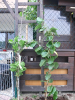 k-P1090305.webp