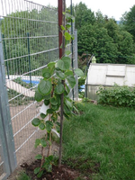 k-P1090289.webp