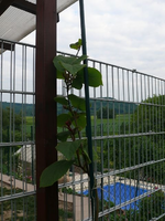 k-P1090292.webp