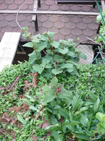 k-P1090306.webp