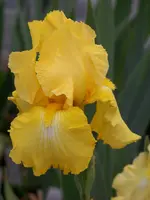 Early Girl.webp