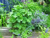 CIMG0296.webp
