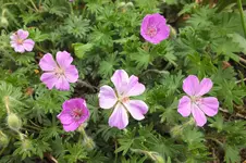 DSCF0935.webp