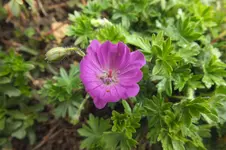 DSCF0939.webp