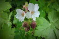 DSCF0942 (2).webp