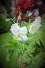 DSCF1086 (2).webp