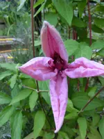 CIMG0301.webp