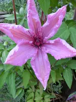 CIMG0302.webp