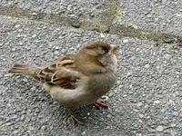 IMG_7797v.webp