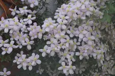 _DSC8243.webp
