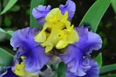 edith1.webp