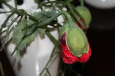 mohn.webp