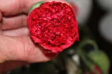 mohn1.webp