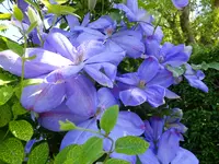 DSCF9541.webp