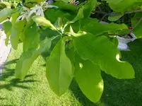 DSCF9697.webp