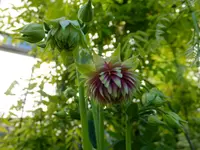 DSCF9698.webp