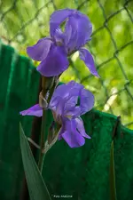 IMG_8185.webp