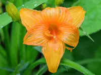 kleinevilla.webp