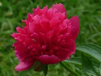 image.webp