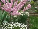 Frühling.webp