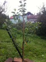 Spindelapfel 4 bearbeitet.webp