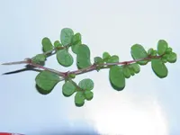 P5250241.webp