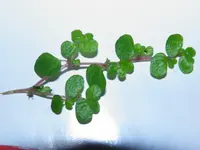 P5250242.webp