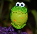 Froschn.jpg