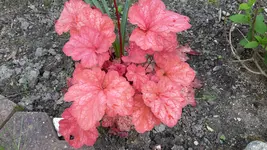 20150525_180924.webp