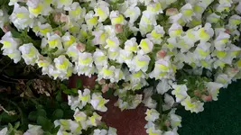20150525_181231.webp