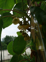 k-P1090290.webp