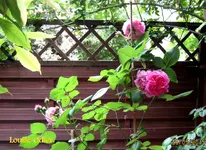 IMG_4665.webp
