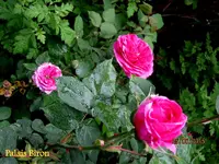 IMG_4668.JPG