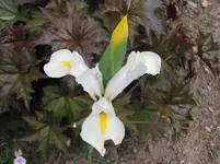 009.webp