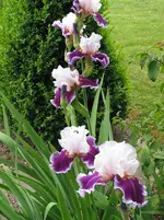 010.webp