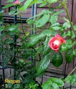 IMG_4673.JPG