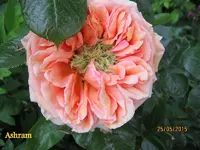 IMG_4674.webp