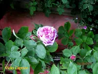 IMG_4680.webp