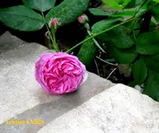 IMG_4681.JPG