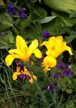 Irisgelb.webp