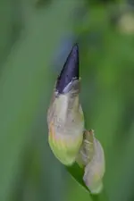 DSC_2606.webp