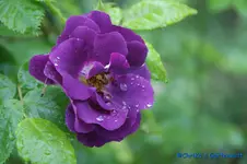 Rapsody in Blue Beetr. Cowlishaw Warner 2003.webp