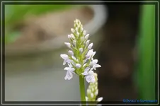comp_DSC03543.webp