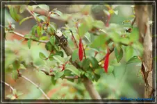 comp_DSC03544.webp