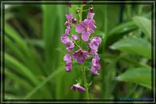 comp_DSC03545.webp