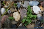 comp_DSC03552.jpg